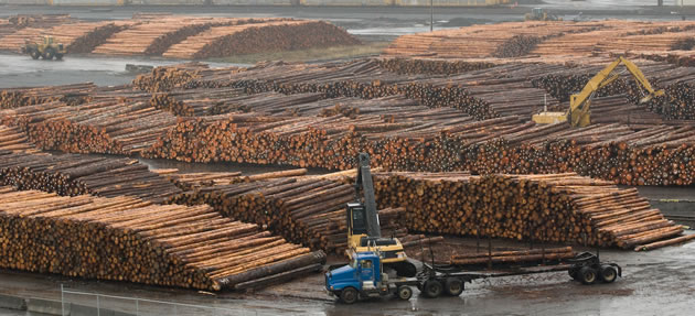 biggest lumber exporter