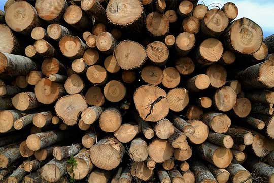 Finland's forest industry output impacted by the global economic ...