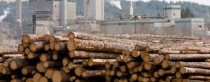 timber tallest canada lumber bc erects building amid sawmill curtailments sharply rise prices