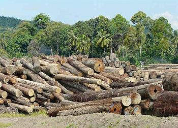 Malayasian timber companies experience drop in log production