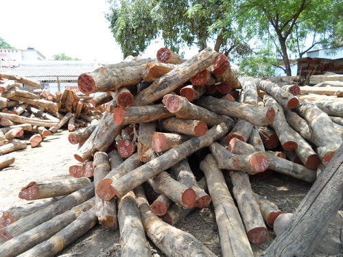 India: Latest prices for imported wood products