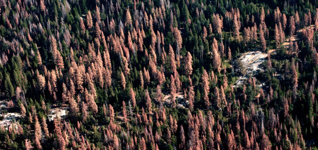 Central Europe S Spruce Bark Beetle Crisis Could Be Larger Than S Pine Beetle Epidemic Global Wood Markets Info