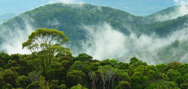 Brazílskej Expoforest prilákať viac ako 220 zúčastnených spoločností