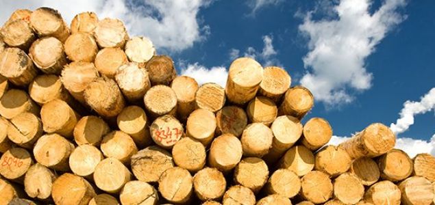 Hardwood logs prices in Russia, Poland, Romania and Croatia during ...